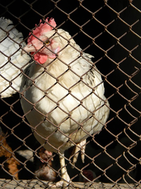 显示了中国 显示了中国