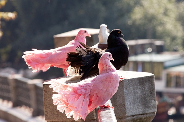 发连锁反应 发连锁反应